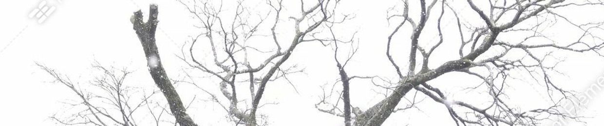 TWIG
