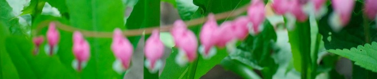 Lima Protos