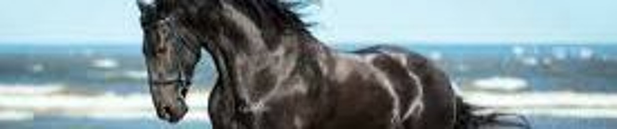 wild friesian stallion