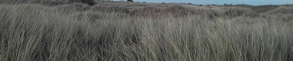 Bird Alone