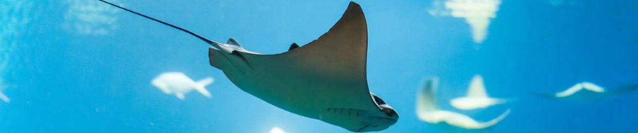 Stingrays From Neptune
