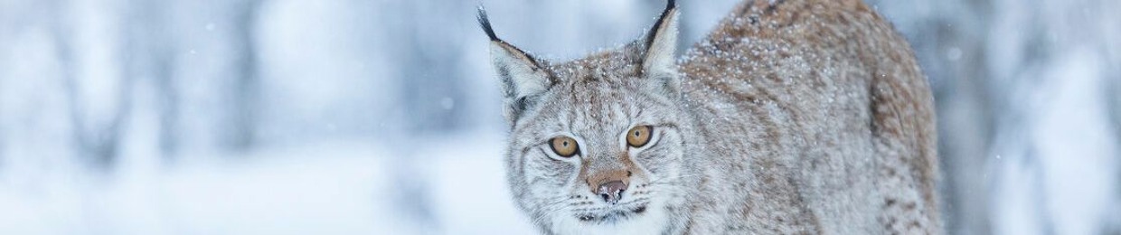 Lynx808