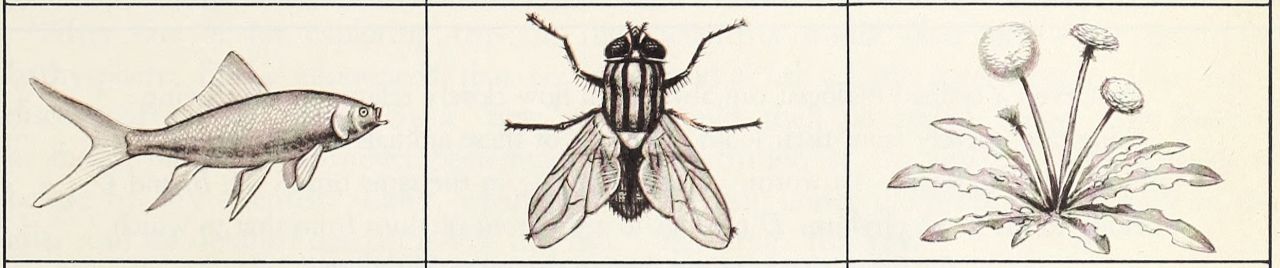 SoundCloud banner for @entomology