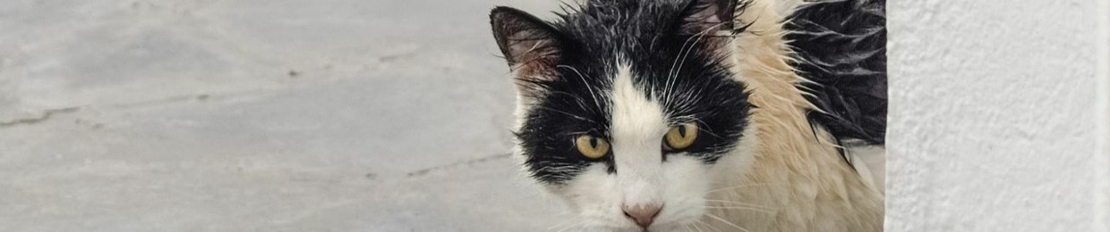 O⋊ƎͶAЯOͶ (sTrAyY CaT)