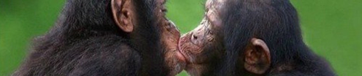 gorilla daniel