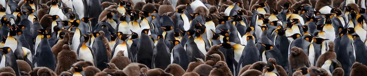 PENGU1N
