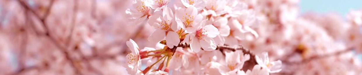 Tech Sakura 🌸