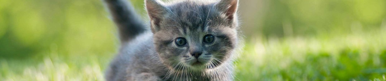 WAQAS TASNIM 🦚💛