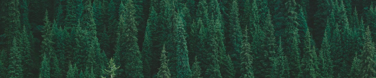 pinemly