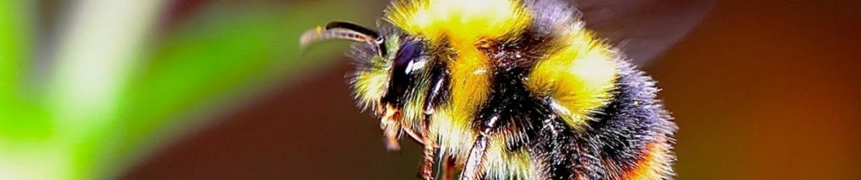 furry bee