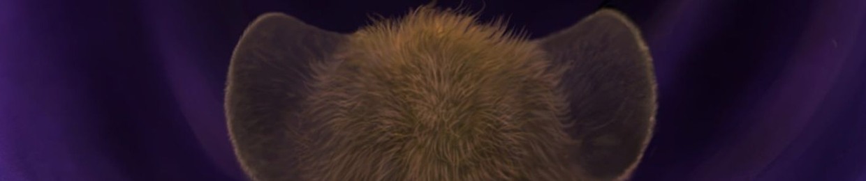 THE ORDER OF THE HYENA