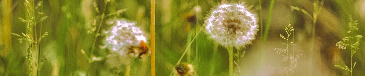 deejaydandelion