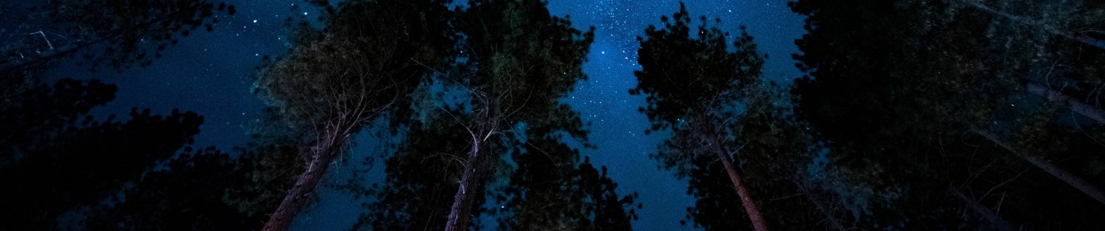 Elysian Nights