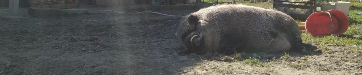 Bullald