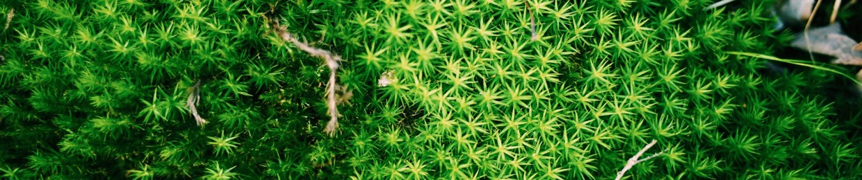 Sphagnum