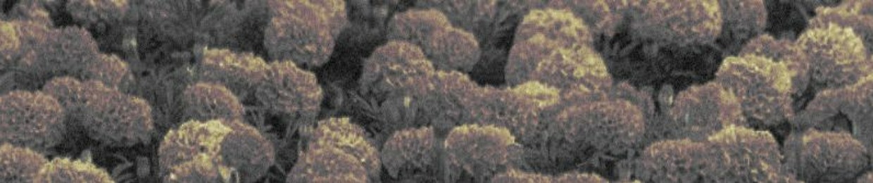 MG