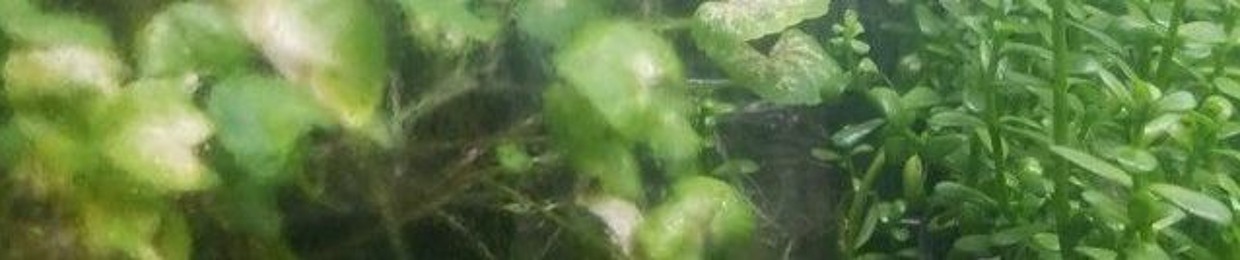 Cloud Jumping Manatee