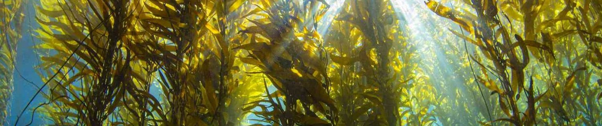 Twisted Kelp