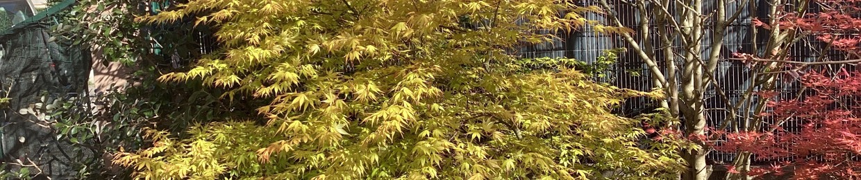 Tempete.d.automne.11