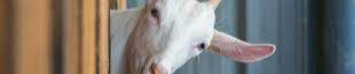 PTITE CHEVRE