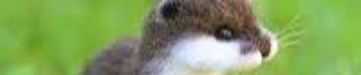 пятьминутэйфории