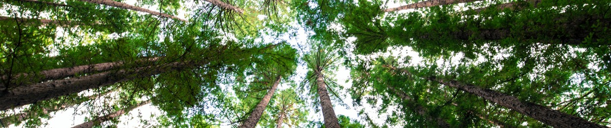 Institute for European Environmental Policy (IEEP)