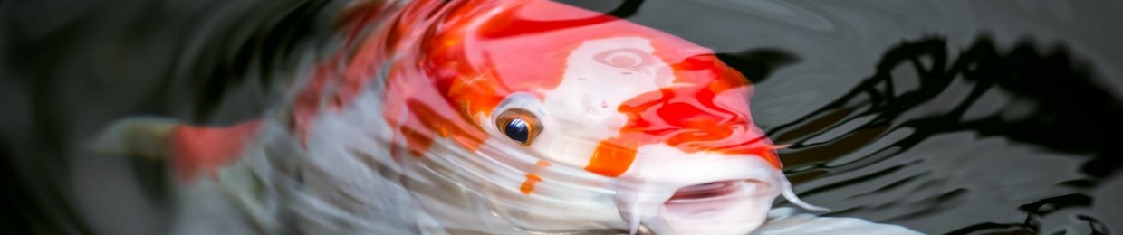 Koi