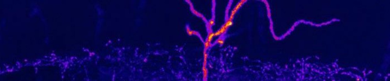 Radicaltensor