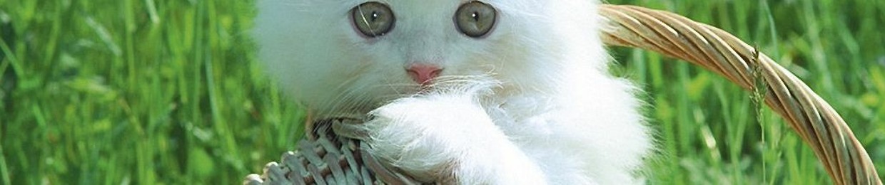 MrColorfulGuitarString124