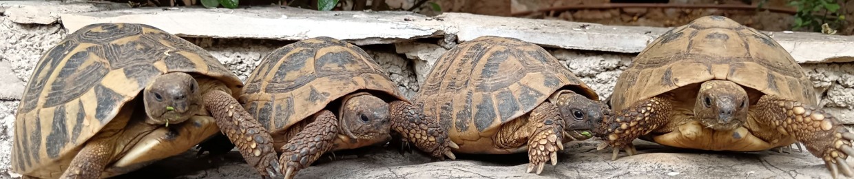 TURTLE DNB PROJECT