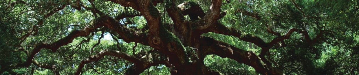 S.A. Total Tree Service