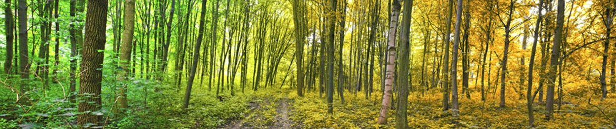 ForestBoy