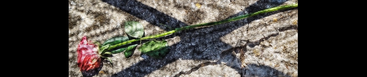 Ombre Elusive