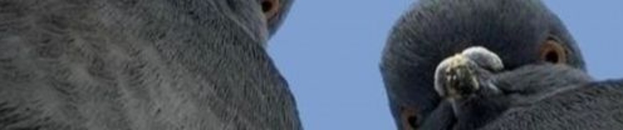 LukeStoleUrNuts