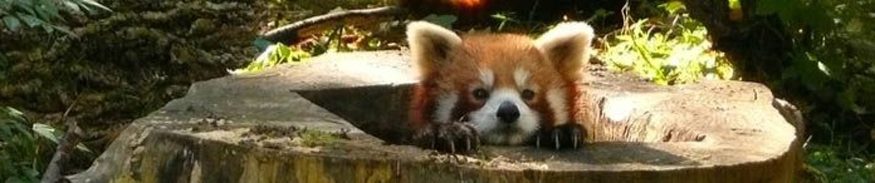 redpandasarecute