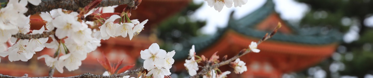 ᔕᑌYIᑎ ʚ🌼ɞ