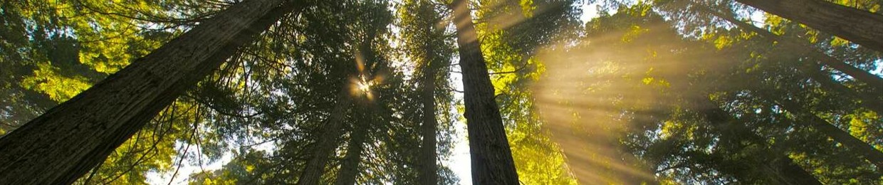 SEQUOIA LAB