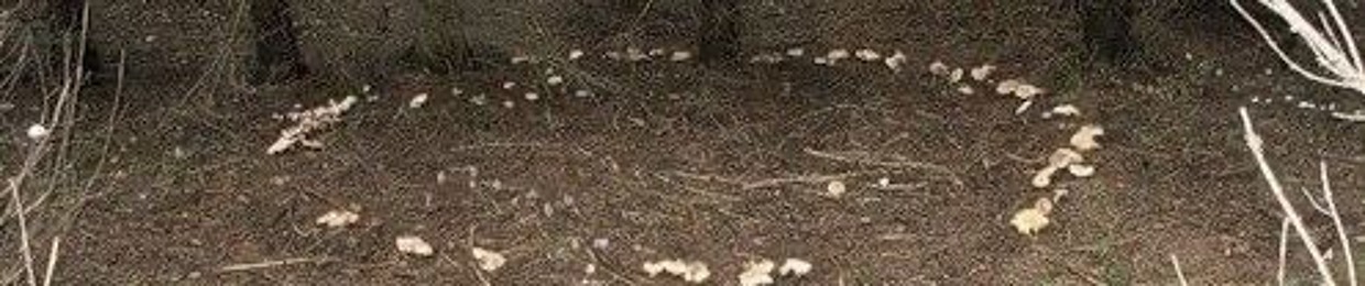scarembitfloor