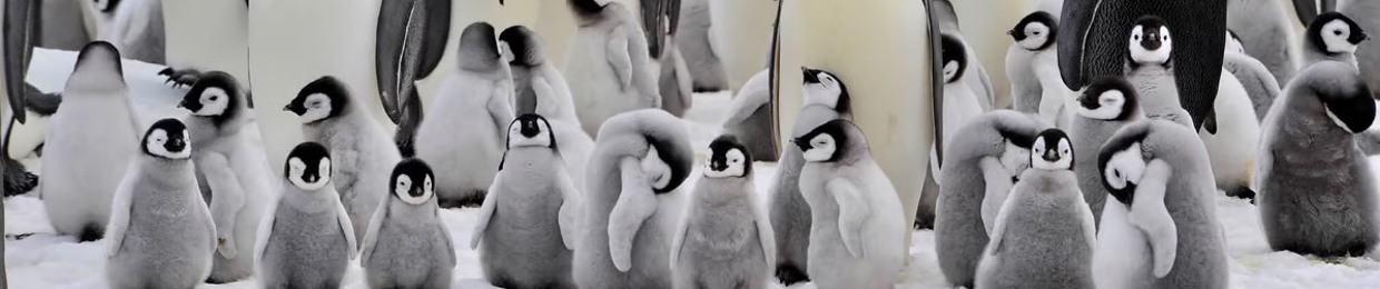 Penguin and walk