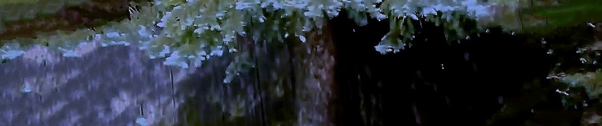 envy leaks