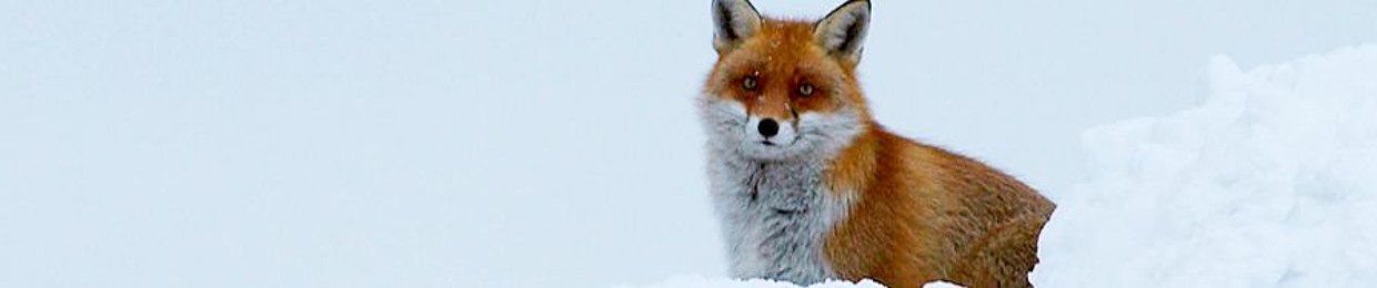 eastfox
