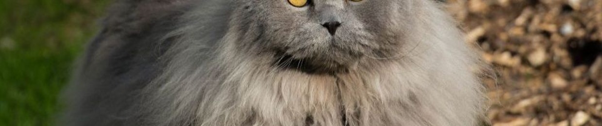 blacksmurfwiththat1995flow