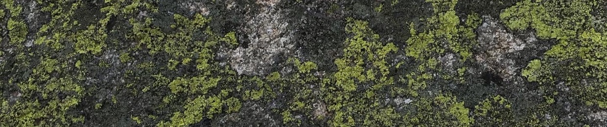 Perliscie