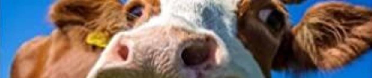 cowsarecool7_2