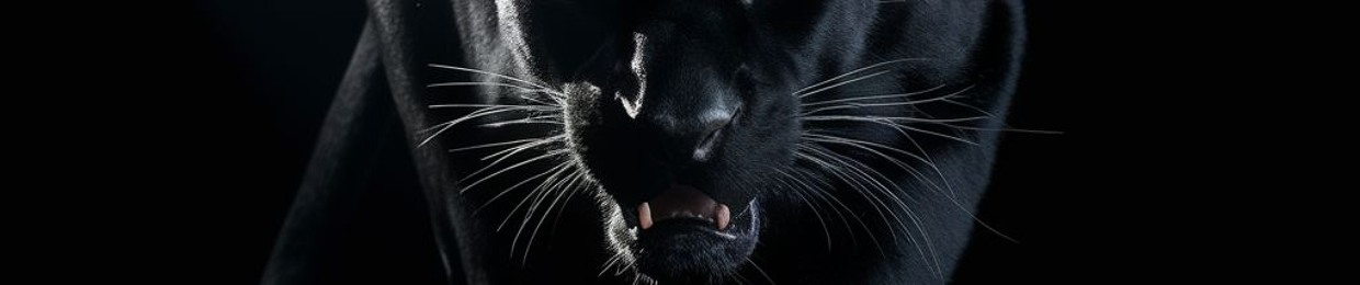 Amado