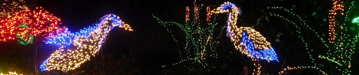 Phylum Echinodermata