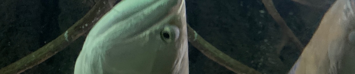 ふう