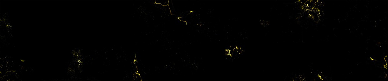 Trip the Light