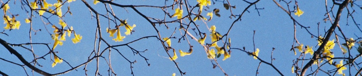 mokki