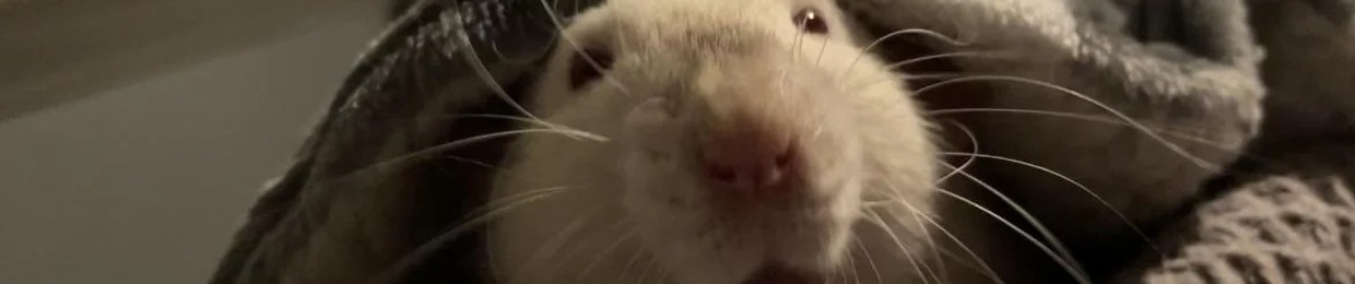 | - ๐พ - | B a s e - i c ! ! | - ๐พ - |